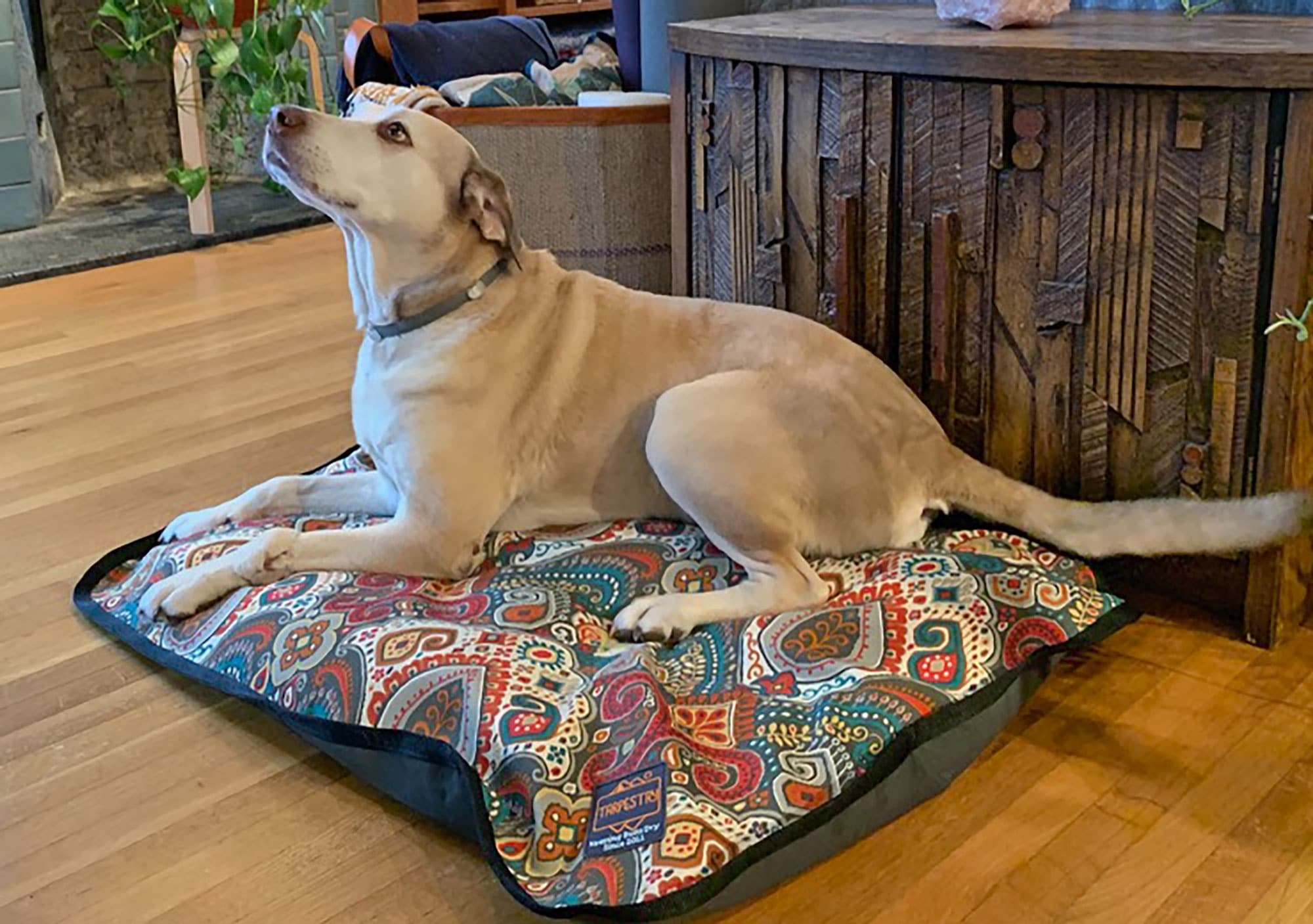 Outdoor Dog Mats and Blankets - Tarpestry